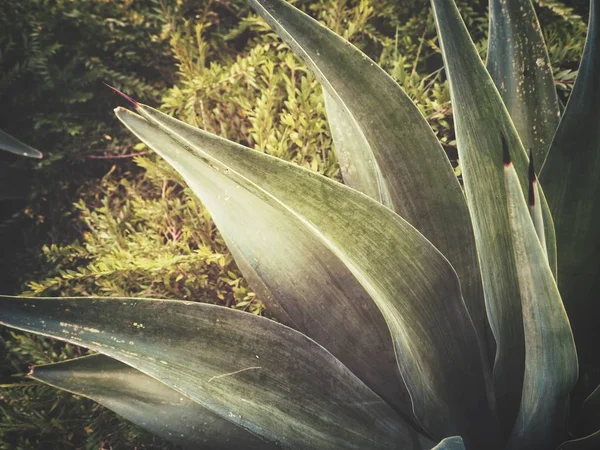 Zblízka Zelené Agave Pozadí — Stock fotografie