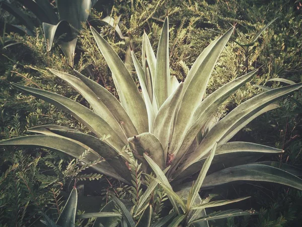 Close Agave Verde Fundo — Fotografia de Stock