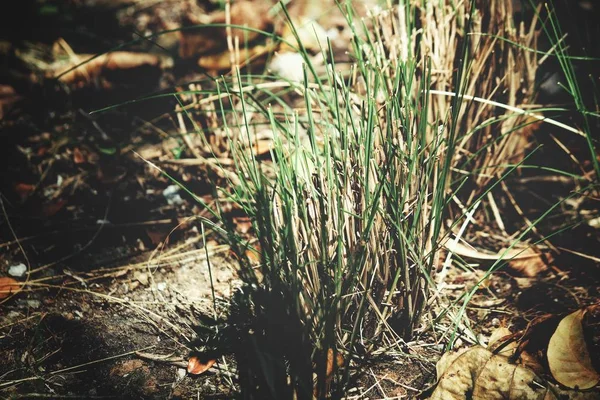 Grünes Gras Blätter Auf Dem Hintergrund — Stockfoto