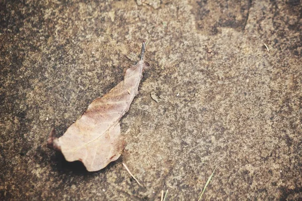 Schön Der Getrockneten Blätter — Stockfoto