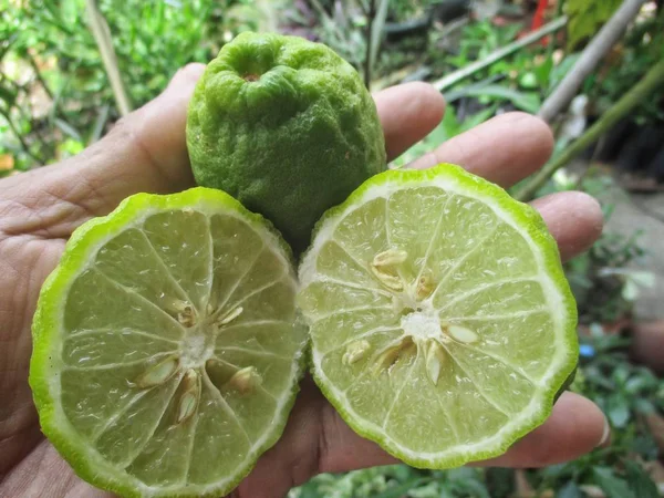 Bergamot Tangan Latar Belakang Tutup — Stok Foto