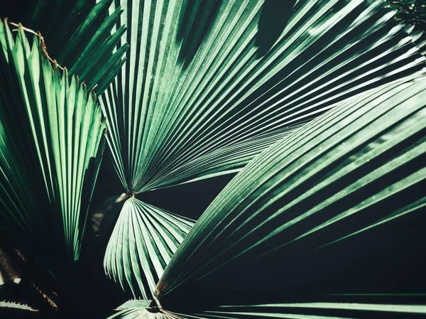 Güzel Palm Tropikal Yaprak — Stok fotoğraf