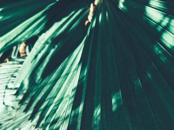 Schön Von Tropischen Palmenblättern — Stockfoto