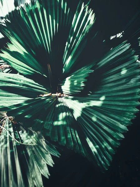 Güzel palm tropikal yaprak