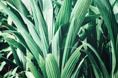 Yeşil tropik yaprakların güzelliği