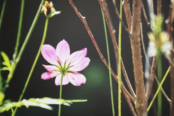 Vackra Rosa Kosmos Blommor — Stockfoto