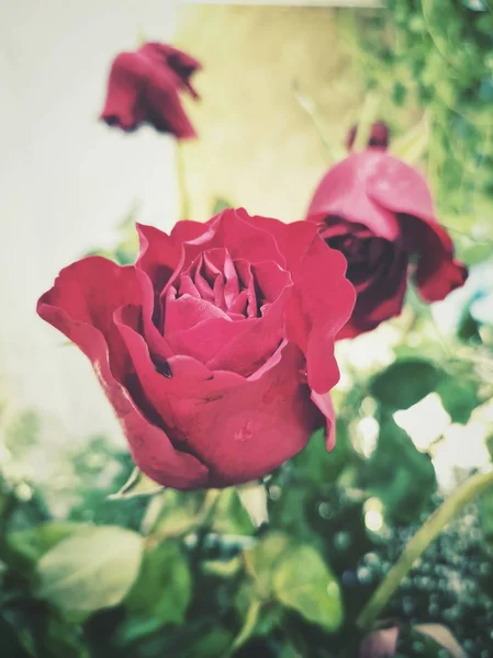 Krásný Růžový Květ — Stock fotografie