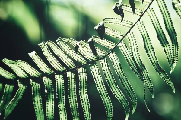 Тропические Листья Папоротника Заднем Плане — стоковое фото