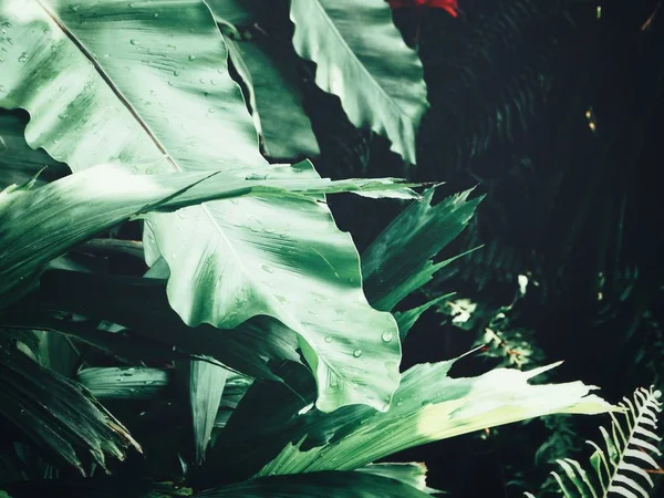 Schöne Grüne Tropische Blätter — Stockfoto