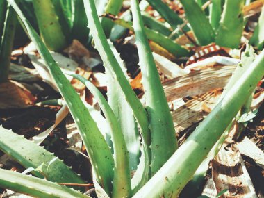 Aloe vera 'ya yaklaş