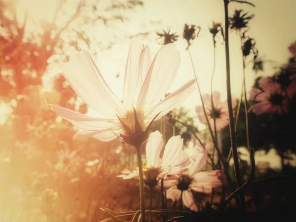 Bella Fiori Cosmo Rosa — Foto Stock