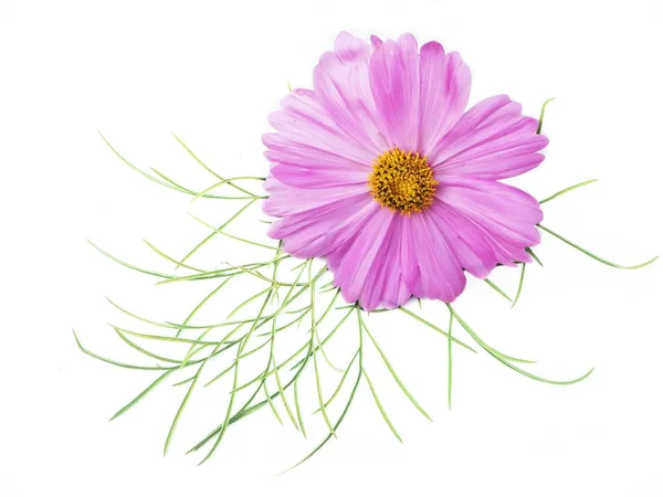 Rosa Cosmos Flores Aislado Fondo Blanco — Foto de Stock