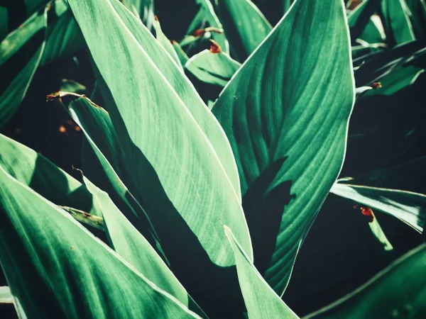 Bela Folhas Tropicais Verdes — Fotografia de Stock