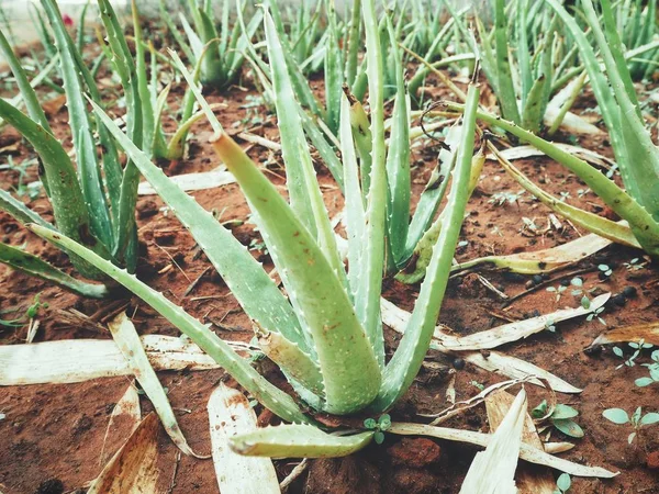 Nahaufnahme Von Aloe Vera — Stockfoto