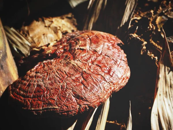 Ganoderma Lucidum Ling Zhi Champiñón Bosque —  Fotos de Stock