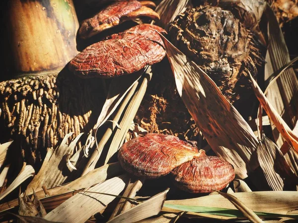Ganoderma Lucidum Fungo Ling Zhi Nella Foresta — Foto Stock
