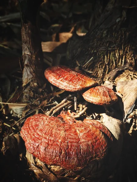 Ganoderma Lucidum Champignon Ling Zhi Forêt — Photo