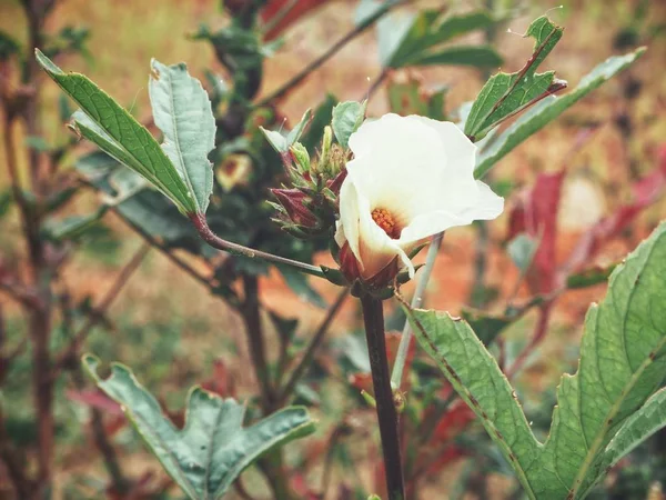 Цветок Росель Дереве — стоковое фото