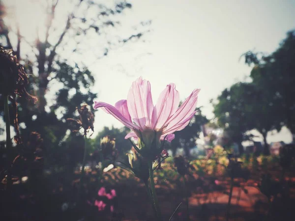 Vackra Rosa Kosmos Blommor — Stockfoto