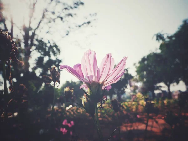 Hermosa Flores Cosmos Rosadas — Foto de Stock