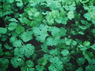 Kişniş arka plan veya doku