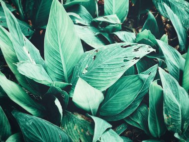 Yeşil tropik yaprakların güzelliği