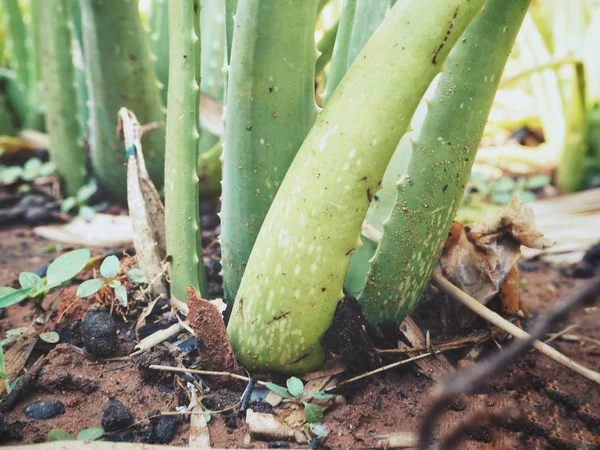 Primo Piano Dell Aloe Vera — Foto Stock