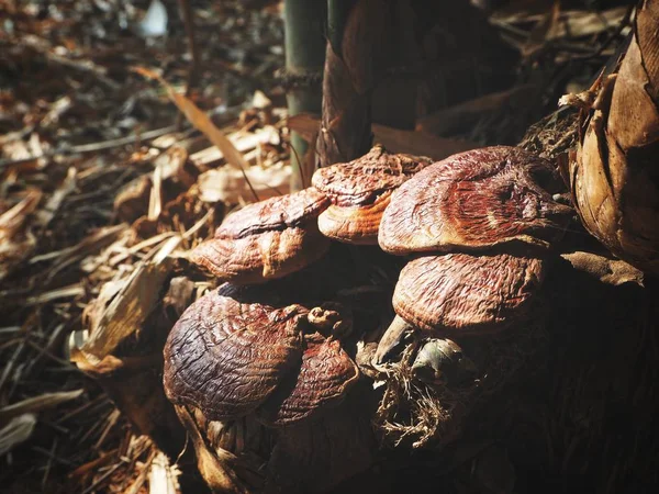 灵芝蘑菇在森林中 — 图库照片