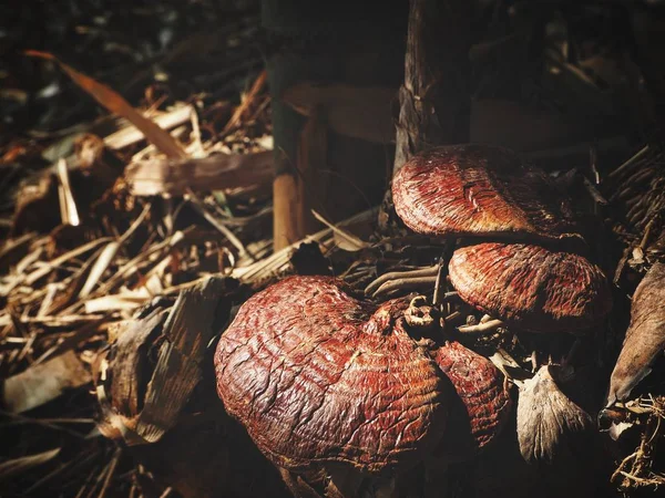 灵芝蘑菇在森林中 — 图库照片
