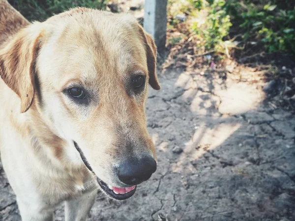 Niedlich Von Hund Labrador — Stockfoto