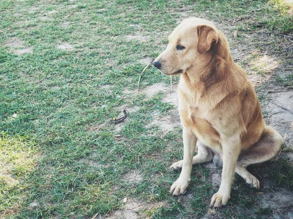 Niedlich Von Hund Labrador — Stockfoto