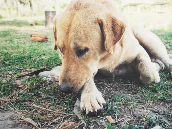 Niedlich Von Hund Labrador — Stockfoto