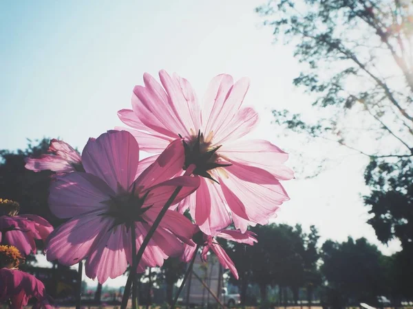 ピンクのコスモスの花の美しい — ストック写真