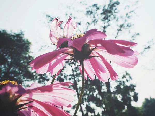 ピンクのコスモスの花の美しい — ストック写真