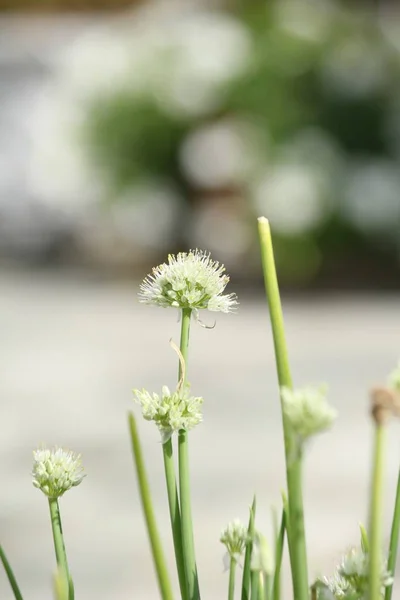 Green spring onions flowers