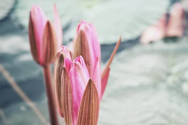Розовые Цветки Лотоса — стоковое фото