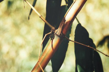 Bambu ağacının güzel