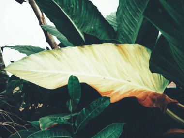 Yeşil tropik yaprakların güzelliği