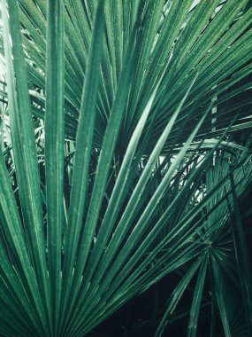 Güzel palm tropikal yaprak