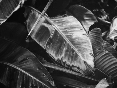 Siyah ve beyaz tropikal yapraklar