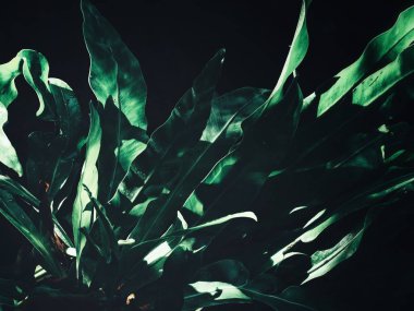 Yeşil tropik yaprakların güzelliği