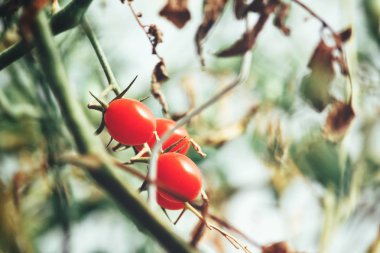 Olgun domates bitki yakın çekim 