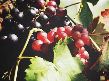 Taze üzüm ve üzüm bağı gölgesinde yapraklarla