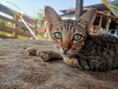 Güzel kedi yakın çekim 