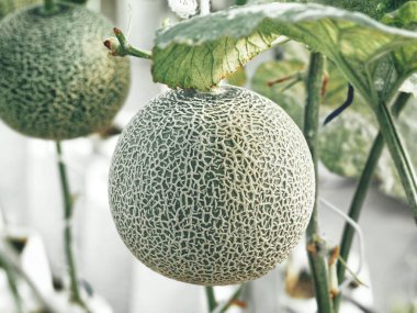 Kavun karpuz gruptaki Japon meyve