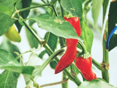 Kırmızı biber fabrikayı kapatma 