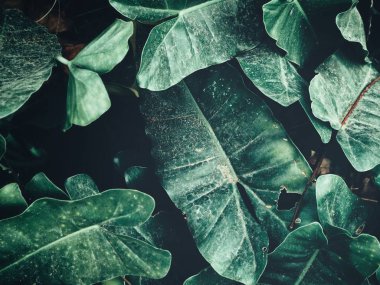 Yeşil tropik yaprakların güzelliği