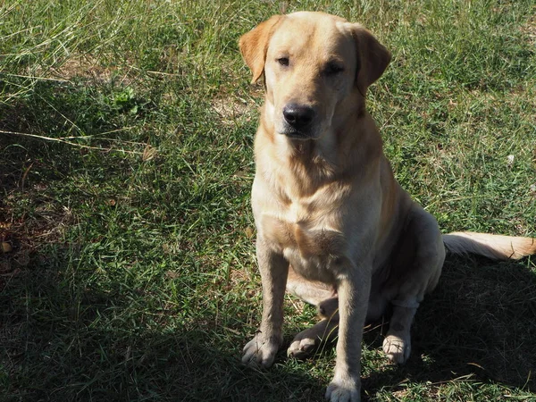 Niedlich Von Hund Labrador — Stockfoto