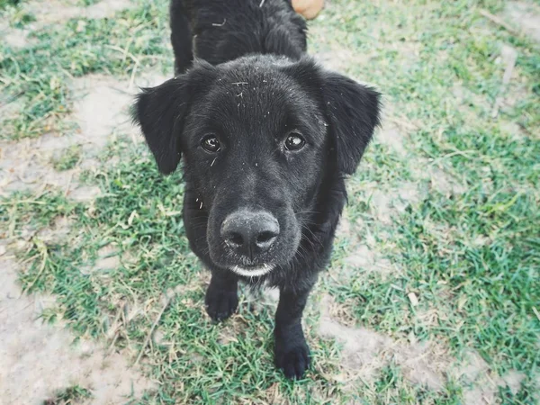 Söt Hund Nära Upp — Stockfoto