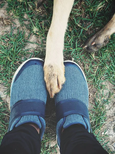 강아지 래브라도와 Selfie — 스톡 사진